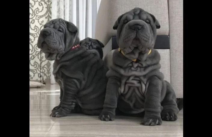Shar pei i šiba inu stenci na prodaju