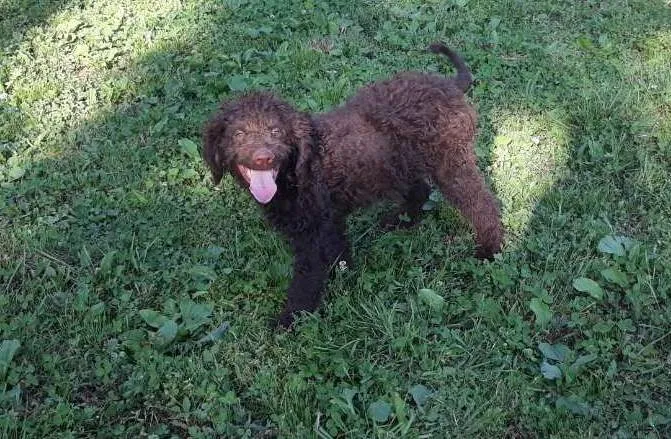 Lagotto Romagnolo stene na prodaju