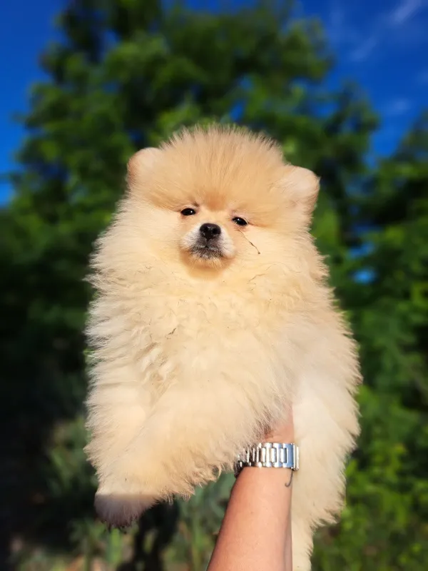 Pomeranac Boo
