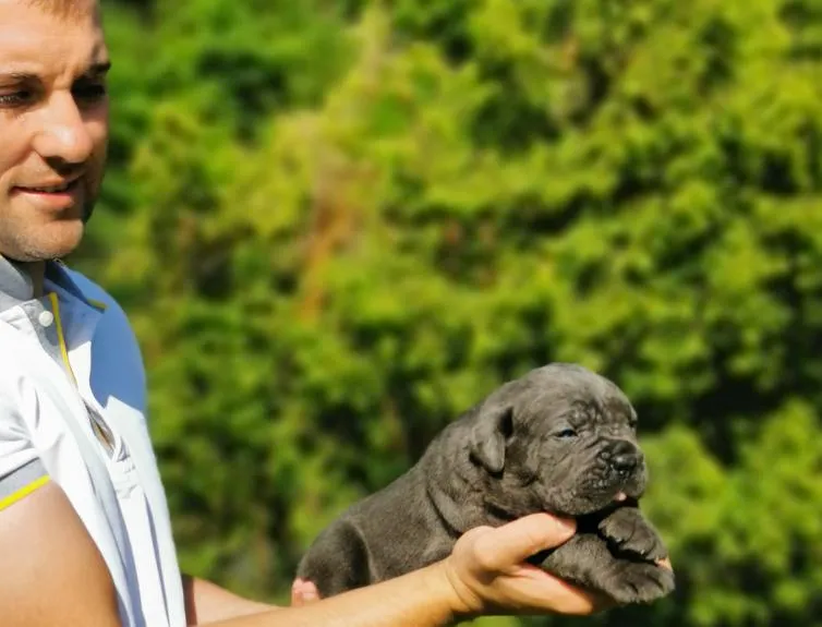 Cane Corso Kane Korso