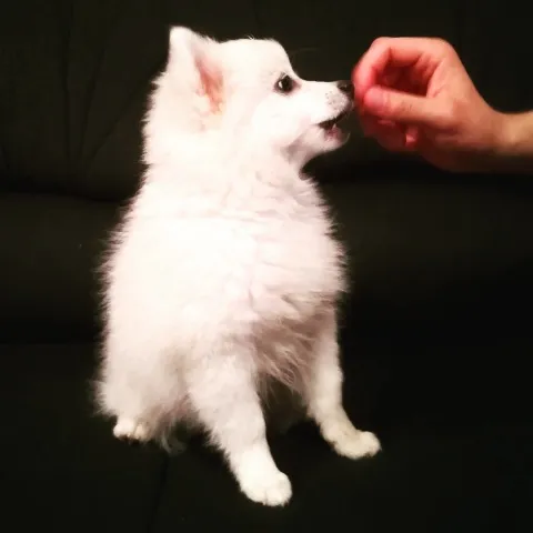 Pomeranski spic zenka