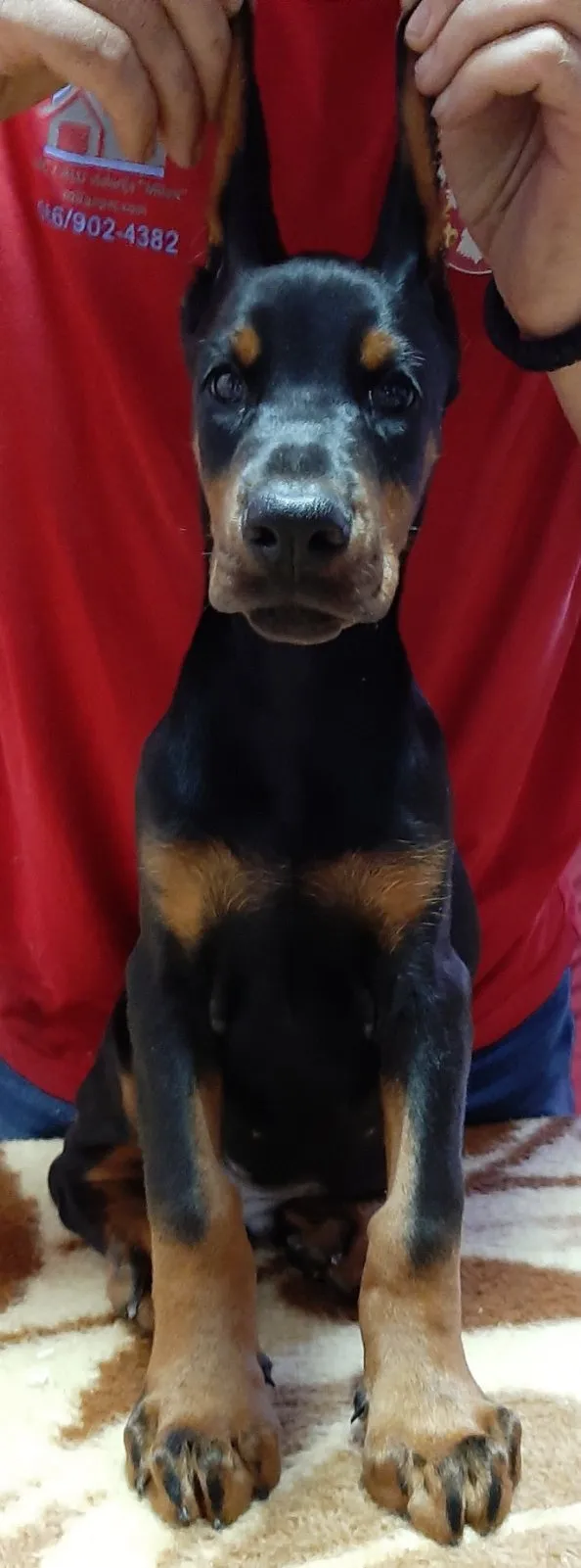 Štenci dobermana 