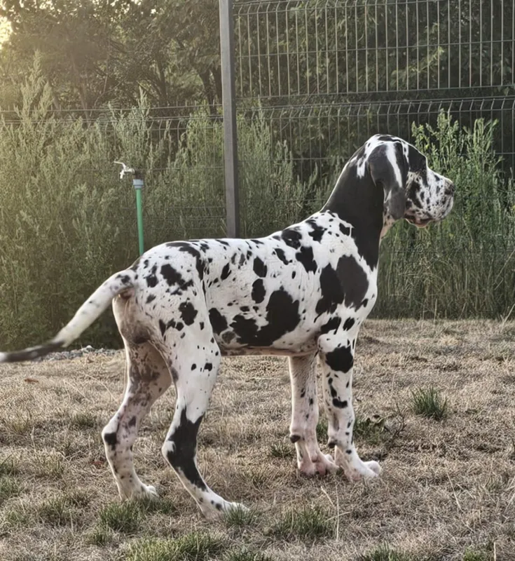 Nemacka Doga prelepi stenci