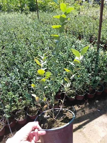 Sadnice borovnice sorti Duke i Bluecrop, dvogodišnje i trogodišnje sadnice