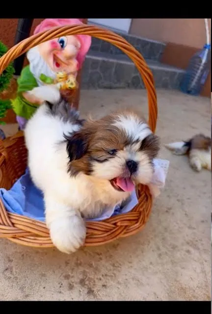 Ši-cu trikolor štenci 