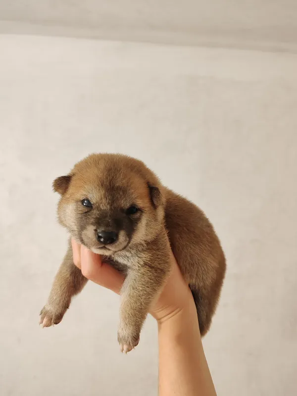 Šiba inu štenci
