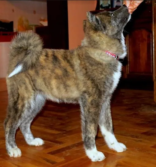 Akita inu - štenci