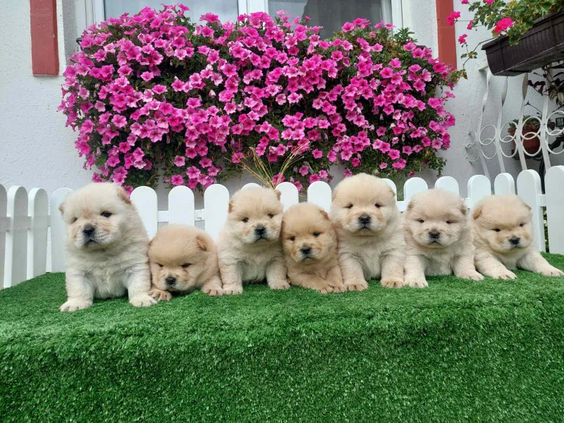 Chow Chow cau cau stenci