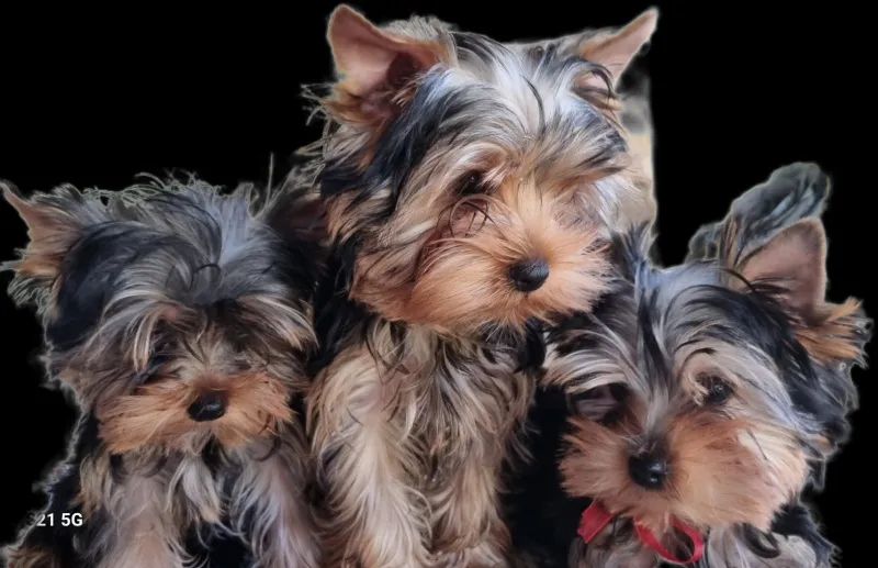 Jorkširski terijer YORKI