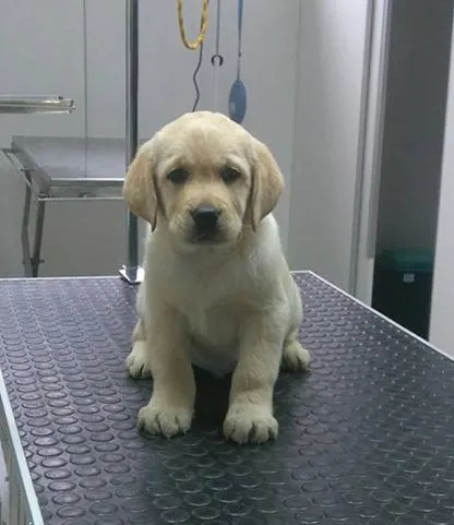 LABRADOR RETRIVER stenci iz odlicnog legla