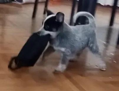 Australian Cettle Dog  (Australiski govedar) štenci