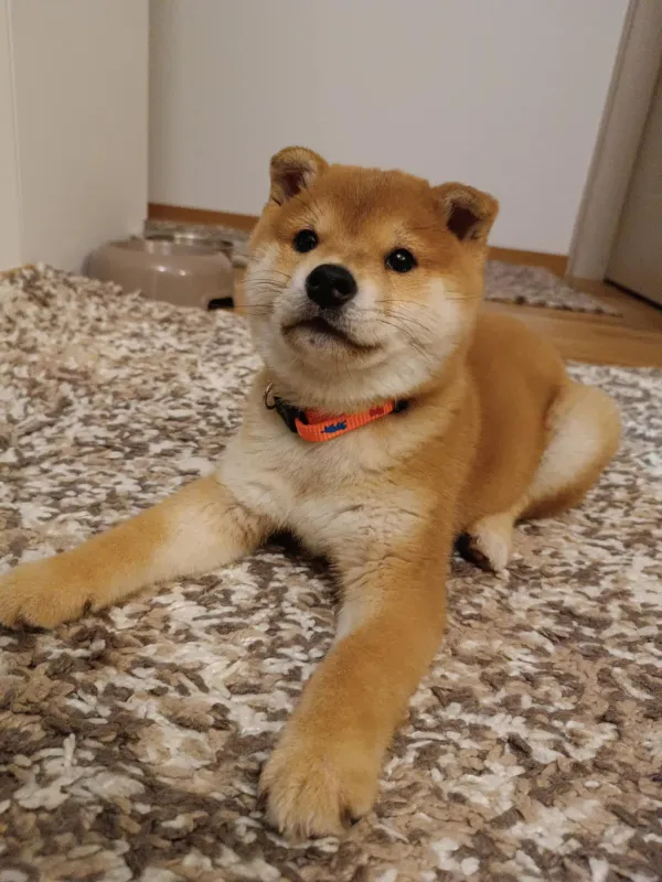 Shiba inu stenci