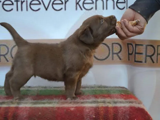 Labrador retriver - stenci izlozbenog potencijala