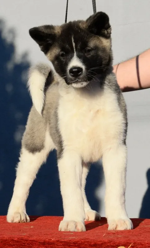 Američka Akita štenci