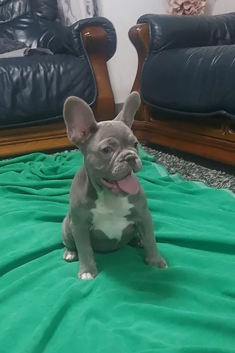 Francuski buldog stenci