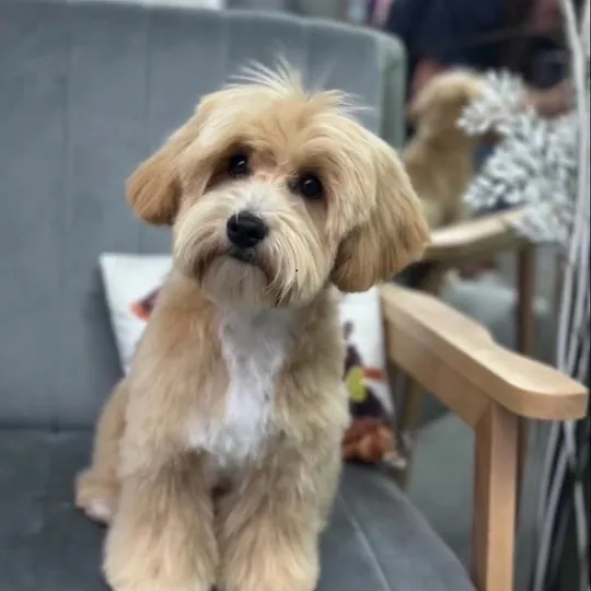 Maltipoo stenci 