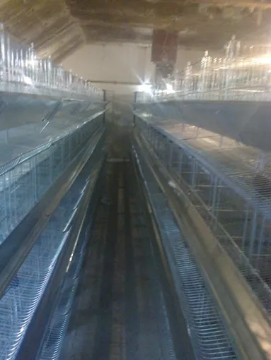 Kavezi za koke nosilje - proizvodnja i prodaja kaveza za koke nosilje