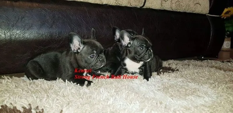 Francuski Buldog