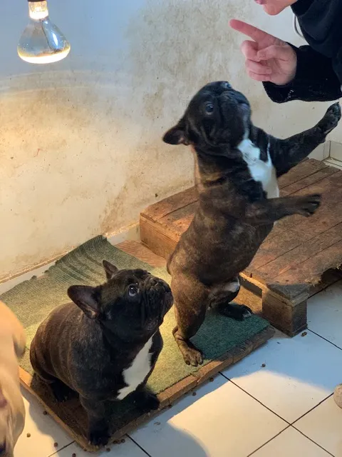 Francuski Buldog