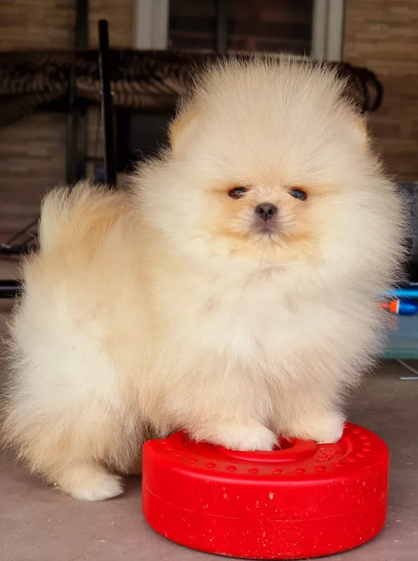 Pomeranac Boo zenkica