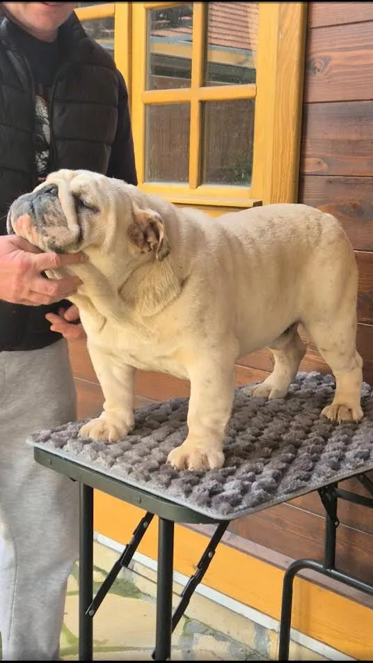Engleski buldog, muzijak