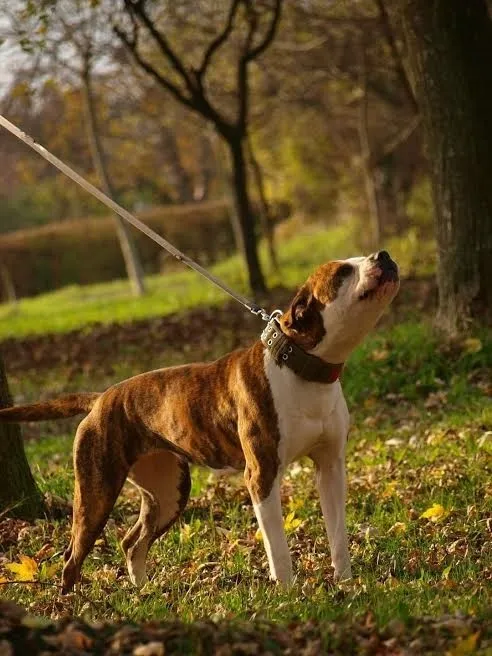 Americki buldog, stenci 