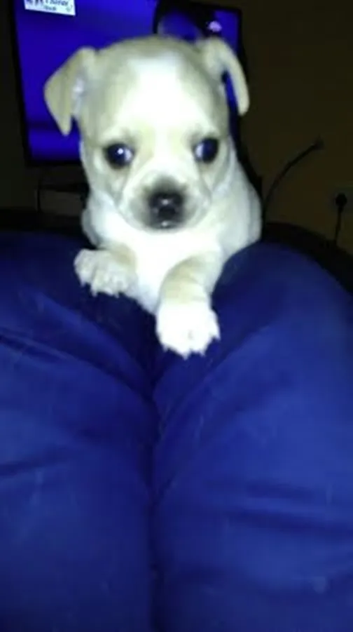 Stenci civave - na prodaju, oba pola