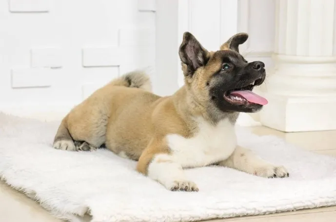 Akita inu i aljaski malamut stenci na prodaju