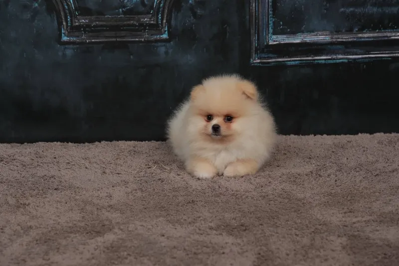 Pomeranac-BOO
