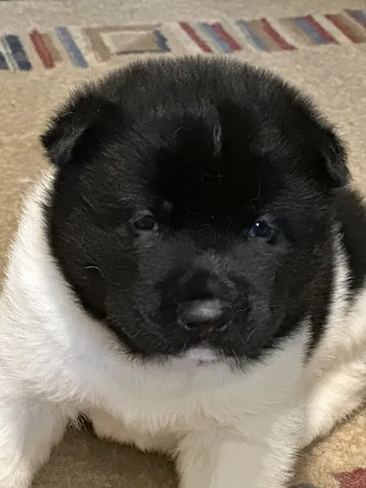 Americka akita stenci