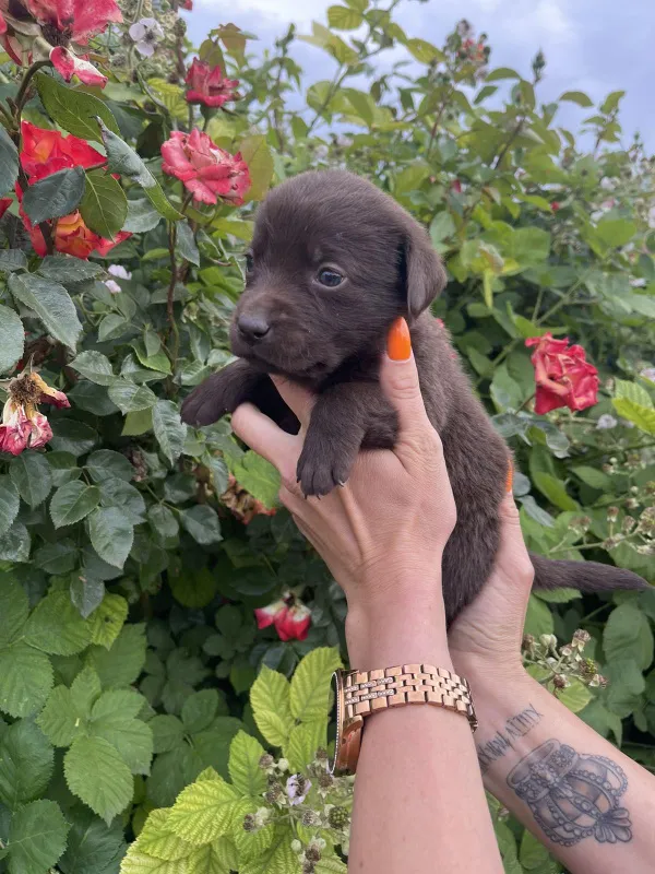 Čoko Labrador štenci