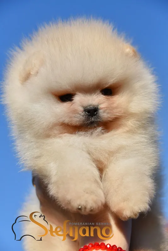 Pomeranac Boo štenci