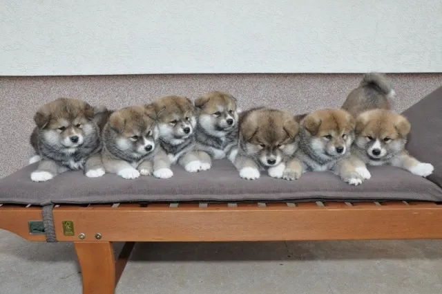 Akita Inu štenci od kvalitetnih roditelja
