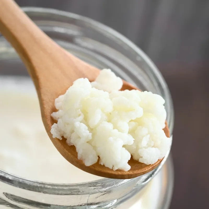 KEFIR GLJIVA