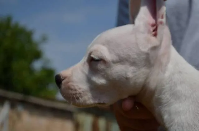 Dogo Argentino, štenci