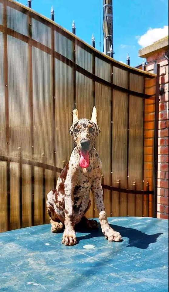 Dobermani egzotičnih boja 