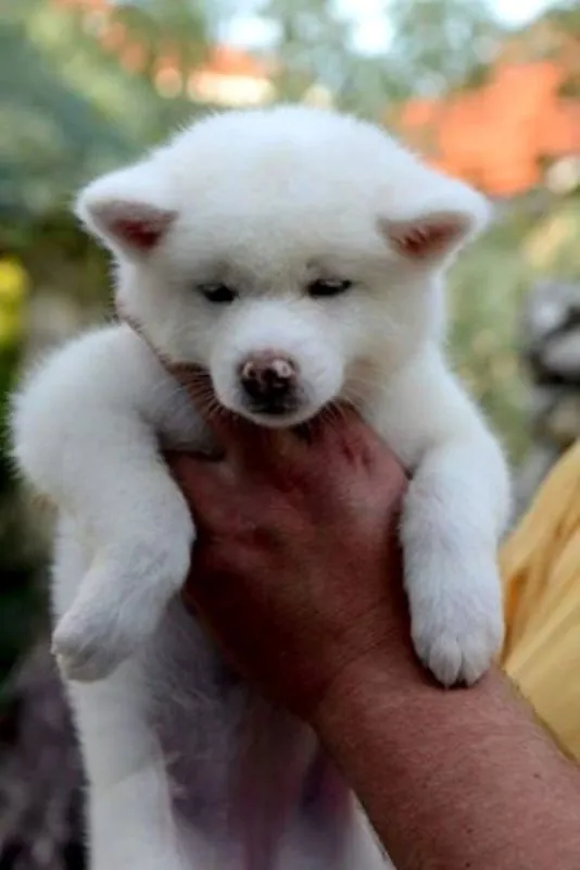 Akita inu stenci od odlicnih roditelja