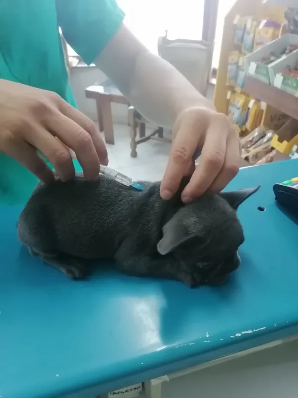 Francuski buldog štenci plave boje