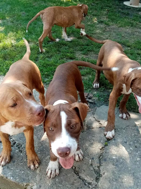 Pitbull štenci