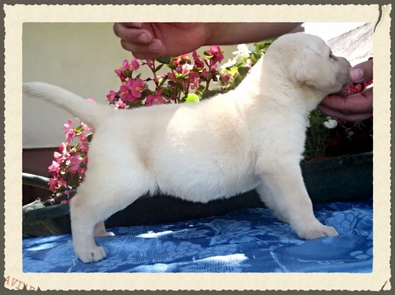 LABRADOR stenci, odlicne krvne linij