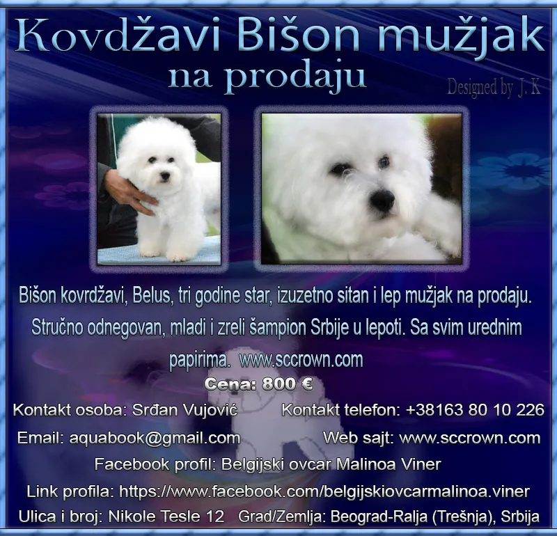 Kovrdžavi Bišon mužjak na prodaju