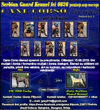 Cane Corso