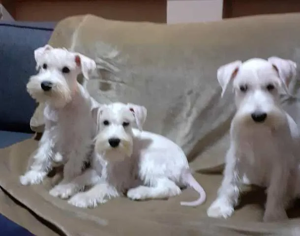 Patuljasti šnaucer, ženski štenci