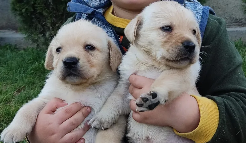 Stenci Labrador retriver 
