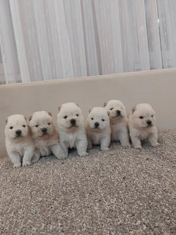 CHOW CHOW CAU CAU