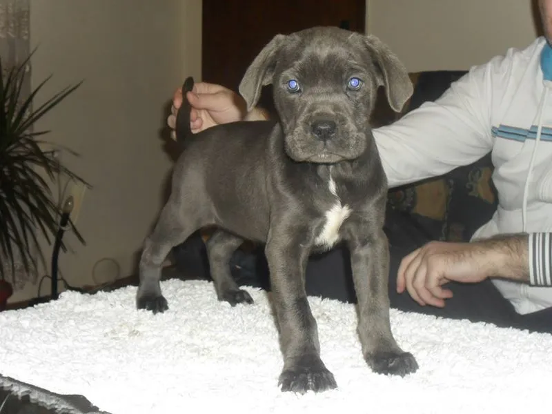 CANE CORSO prvobirani stenci iz 3 kombinacije !!!