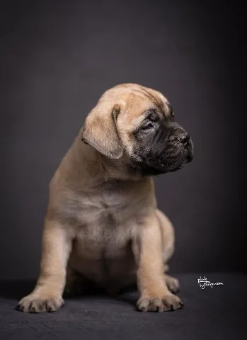 BULLMASTIFF stenci vrhunskog porekla