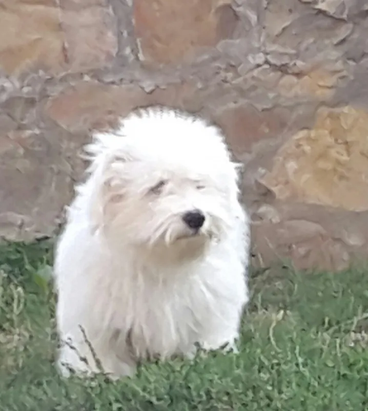 Coton de Tulear