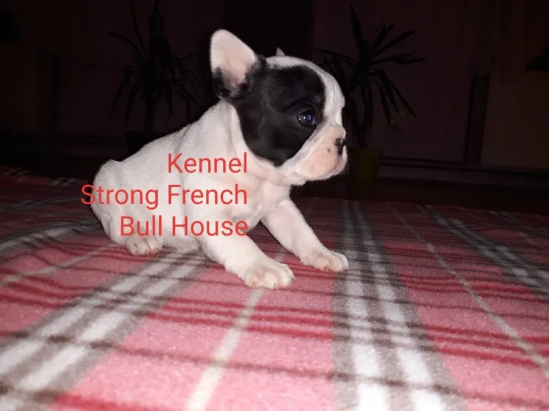 Francuski buldog štenci 