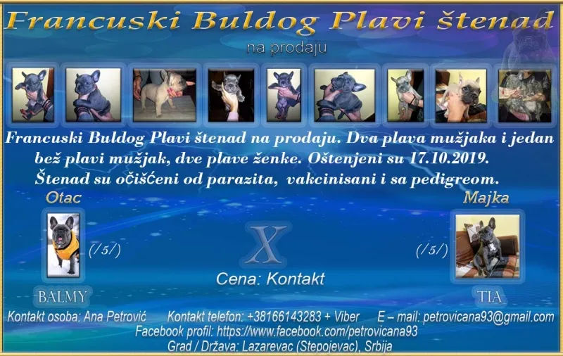 Francuski Buldog Plavi